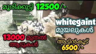 13000/മുതൽ 28000/വരെയുള്ള ആടുകൾ ,പഞ്ചാബി ബീറ്റൽ 22000, 2HF പശു കിടാവുകൾ,ആട്ടിൻകൂട്,whitegaint മുയൽ