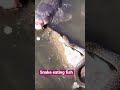 Snake attacked fish #trending #shorts #fish #snake #viral #reels #ytshorts #shortsvideo #animals