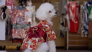 Tokyo store sells kimonos for pets