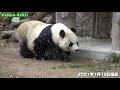 舞い散る雪に大興奮！？ short ver. 立ち上がってガリガリ！ しばらく鳴いていた🐼 タンタン 王子動物園🐼