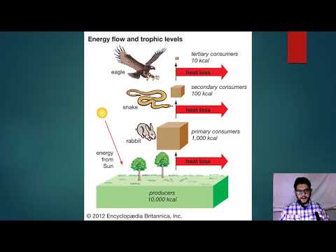 APES Topic 1.10, Energy Flow And The 10% Rule - YouTube