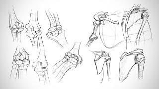 Anatomy Critiques - Types of Joints