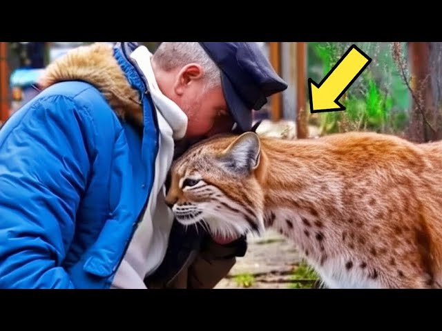 Hunter Saved Dying Pregnant Bobcat Year Later He Heard A Cry That