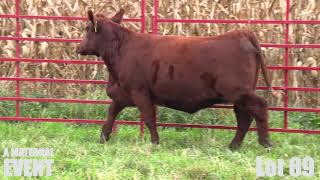 Lot 69 Byland Polled Shorthorns 2021 A Maternal Event Sale