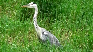 【セミの鳴き声・つくつくぼうし・アオサギとシマ猫】駕与丁公園２０１９