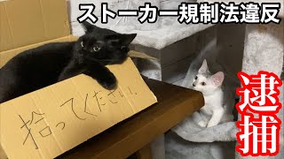 保護した前髪パッツンの子猫はストーカー規制法に抵触します。