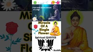 Buddha Quotes 124 Miracle Of A Single Flower #shorts