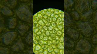 Tomato Under The Microscope 🔬 || #viral #trending #shorts