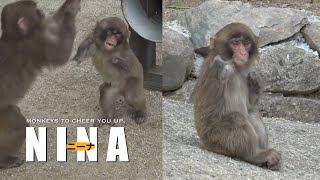 ニーナ元気に遊ぶ / Nina lives strong. Nina is a baby Monkey who was born with a disability. nina 淡路島モンキー