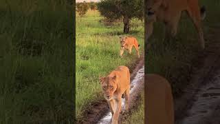 Kruger National Park | A Pride of Lions in South Africa | Retirement Travelers #shorts