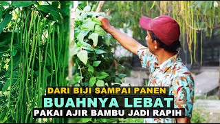 Agar Kacang Panjang Buahnya Lebat di Pot / Polybag