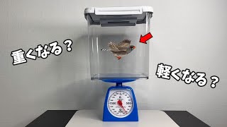 Does the weight of a bird change when it flies in a closed box?