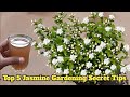 How To Get Lots Of Flower On Mogra Jasmine Plant ) Top 5 Jasmine Gardening Tips ) Jasmine Care