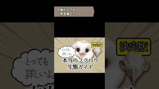 本当のフクロウ生態ガイド （体の構造、骨格、特殊な羽、バイオミミクリー、フライト） #shorts #owl