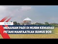 Menanam Padi di Musim Kemarau, Petani Manfaatkan Sumur Bor