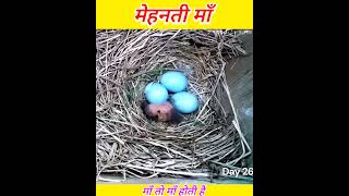 मेहनती माँ 🐦