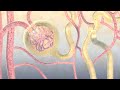 How Your Body Gets Rid of Medications