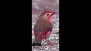 两个小时轻松钢琴曲   美丽的鸟儿 。2 hours Relaxing piano music     Beautiful  Birds.