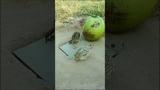 Create a bird trap technique - quail trap #creative bird trap #short