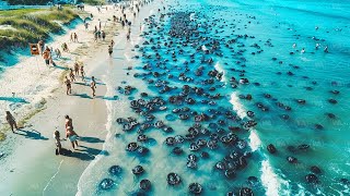 Por Eso No Se Puede Nadar En Las Playas De Australia