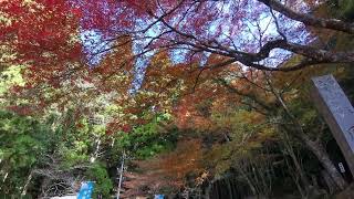 鳳来寺山もみじ祭り