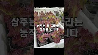 텃밭 첫 농작물은 상추가 최고 #텃밭 #농부 #농사꿀팁 #상추