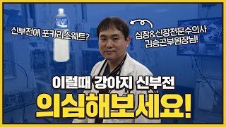 강아지 신부전 증상! 이럴때 꼭 의심해보세요!