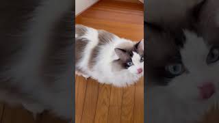 猫が目で訴えてくる　#shorts #ラグドール #Ragdollcat'slife #Ragdollcat #cat #cat life #猫 #ねこ #猫動画