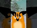 lynx is flying (wild craft animated meme)#wildcraft #memes #flying #animation #flipaclip