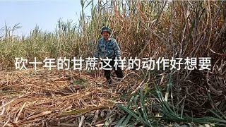 广西 武鸣砍甘蔗砍十年甘蔗，250块钱一天这样动作老板亏大本了。