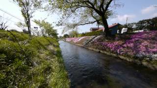 伊勢原市 渋田川 芝桜　2013.4.12　GH2 Flycam C5