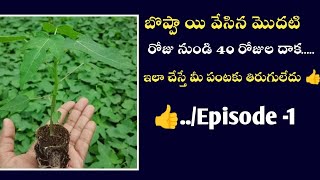 1- 40 రోజుల బొప్పాయి కి తీసుకోవాల్సిన జాగ్రత్తలు | వాడాల్సిన మందులు | dont miss 😊