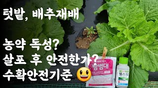 농약 독성? / 살포 후 안전한가? / 수확안전기준은 😃