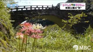 南九州市岩屋公園　彼岸花咲き秋の気配（2015年9月11日放送）