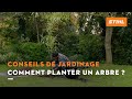 Comment planter un arbre ? - Conseils de jardinage STIHL