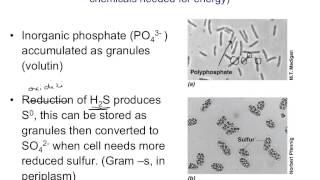 BIO367 Lecture 3 Part b Cell Structure \u0026 Function