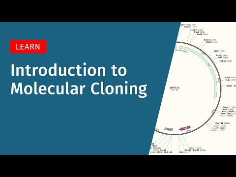 What are the types of cloning vectors?