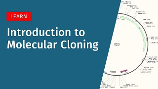 Molecular Cloning Explained: What It Is and Why It Matters