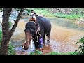 pampady rajan after musth പാമ്പാടി രാജൻ നീരുകാലം കഴിഞ്ഞ് 2019 sept