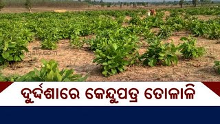 Special Story Of 'Kendu Patra' Farming In Subarnapur Dist II Reporter Special II Kalinga TV