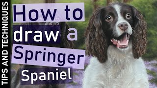 How to draw a Springer Spaniel in pastels | Fur & drawing tips