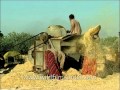 Threshing of Wheat in an old-fashioned threshing machine