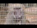 とくしま動物園　モンキープロムナード