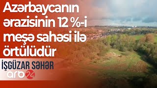 Ekoloji problem: Azərbaycanın ərazisinin cəmi 12 %-i meşə sahəsi ilə örtülüdür – İşgüzar səhər