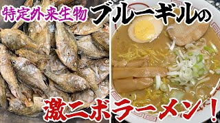 特定外来生物ブルーギルの煮干しで激ニボラーメン