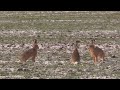 die osterhasen laufen sich warm