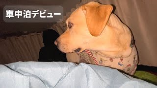 2 初めての犬連れ車中泊は「道の駅かさま」さん。大興奮で落ち着かないラブラドール