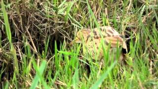 黃小鷺(Yellow Bittern)