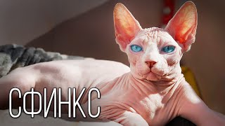 Sphinx: Alien Cat | Interesting Facts About Sphinx