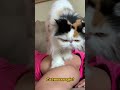 adorable cat gives massage